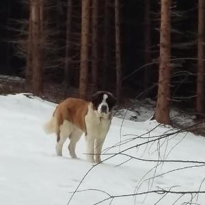 Cassia z Lipové pohádky (CZ)