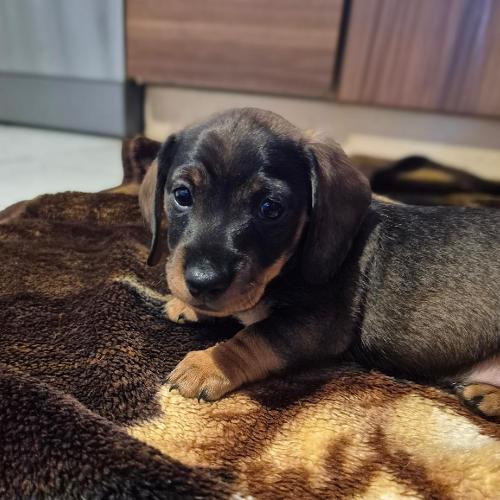 Ivánek z Lipové pohádky