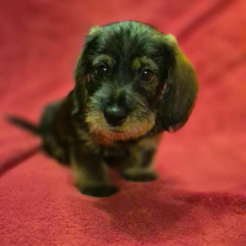 Idéfix z Lipové pohádky