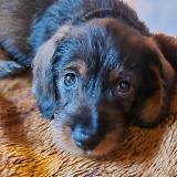 Idéfix z Lipové pohádky