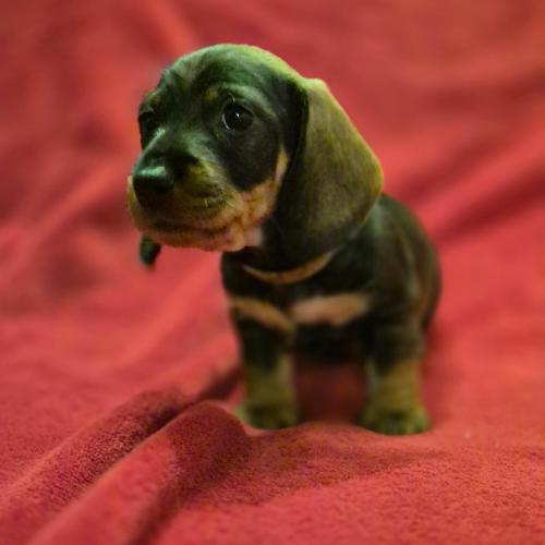 Inka z Lipové pohádky