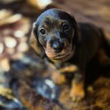 Inka z Lipové pohádky