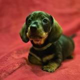 Indy z Lipové pohádky