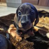 Indy z Lipové pohádky