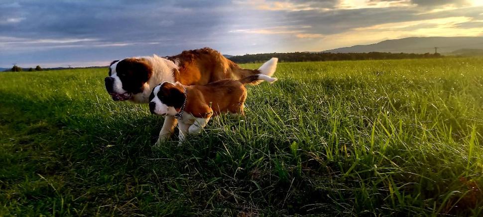 Hope Von Guttler a Falco z Lipové pohádky