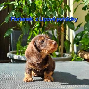 Floriánek z Lipové pohádky