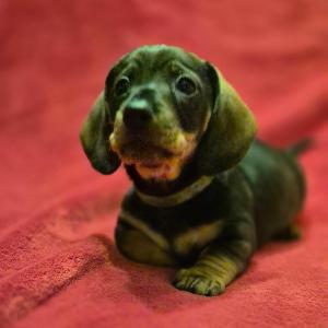 pejsek Indy - RESERVED