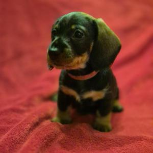 fenka Iris - v novém domově