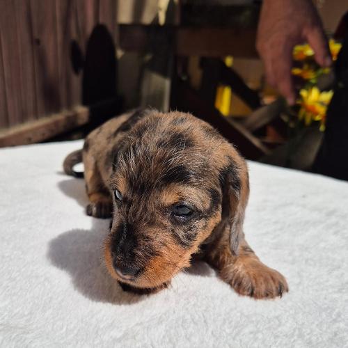 Jája z Lipové pohádky