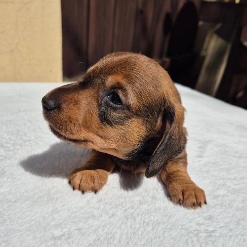  Julinek z Lipové pohádky