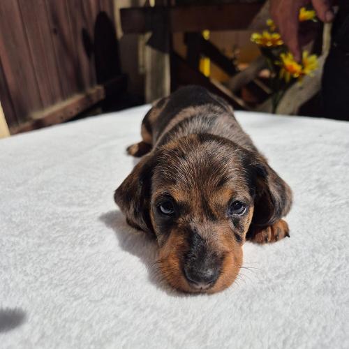 Jakub z Lipové pohádky