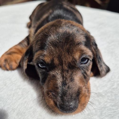 Jerry z Lipové pohádky