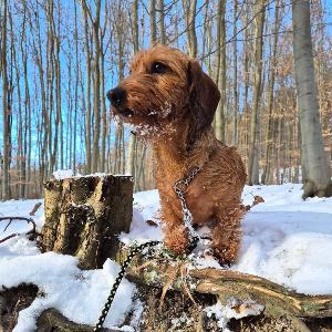 Dorotka z Lipové pohádky